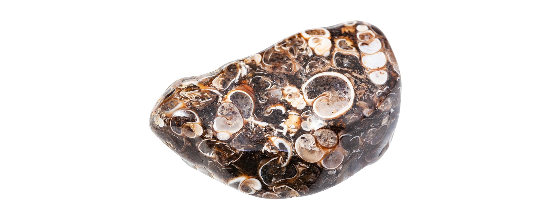 Turritella Agate Meaning and Properties 1