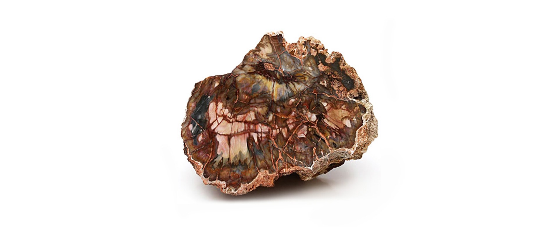 Petrified Wood Meaning and Properties 1
